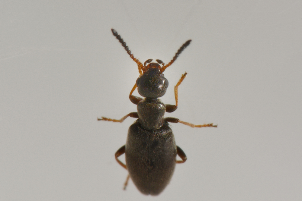 Anthicidae, Microhoria fasciata helvetica